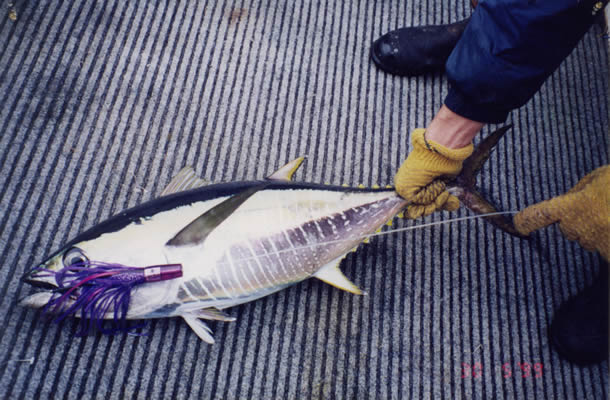 5 Kg School Yellowfin on “4 Play”, with a “Purple Rocket”.