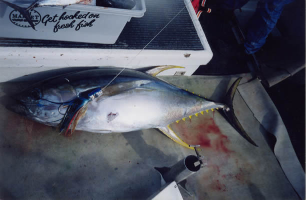 Rod Norford's 50 Kg Yellowfin on vessel 4 Play, lure was an &“Evil Donger”.