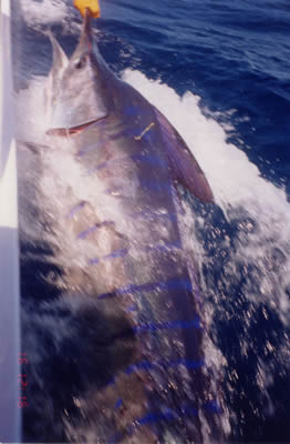100 Kg Striped Marlin on a “Pink Evil” “Chook” lure. One of 4 Tagged.