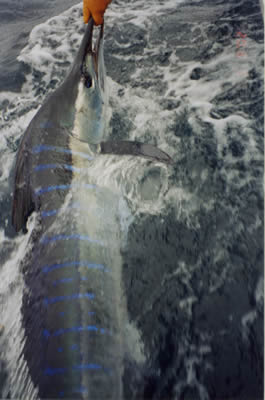 75 Kg Striped Marlin on a “Evil” “Little Donger” lure.