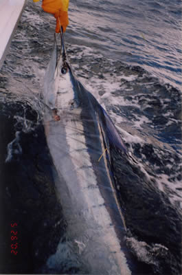 70 Kg Striped Marlin on a “Evil” “Little Donger” Lure.