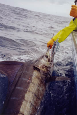 Est. 90 Kg Striped Marlin caught by a Stripy Little Ripper lure.