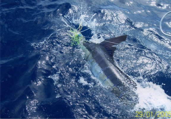Vessel
      Juzrah and a Striped Marlin with a “Slimy” “Cur” lure.
