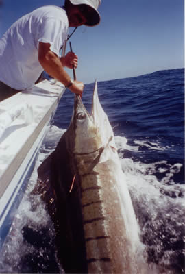 Randall Harrison in Jess Sams Tournament 2005 aboard Reel Quick.
80 Kg Striped Marlin on “Evil” 12" “Dingo” with
10" skirts.