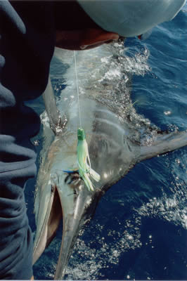 Steve Gill with 135 Kg Striped Marlin, used a “Little Dingo”“Lumo” Lure,
aboard Pelagic.