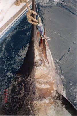 Vessel Reel Quick with a 225.2 Kg Blue Marlin on 24 Kg Tackle, caught with a “Evil”“Little Dingo” lure.