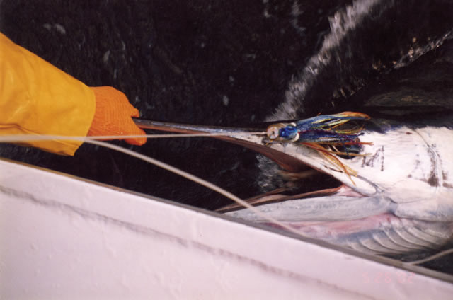 Dave Venn aboard "Reel Quick" Est. 80 Kg Striped Marlin on 24 Kg. 10" Evil Donger.
