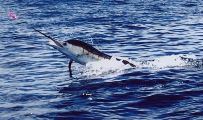 ANGLER: Andrew Barlow SPECIES: Striped Marlin WEIGHT: Est. 75 Kg