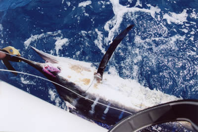 ANGLER: Andrew Barlow SPECIES: Striped Marlin WEIGHT: Est. 75 Kg - 3