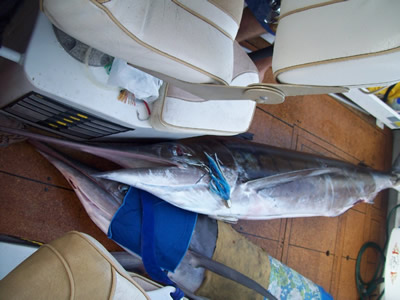 ANGLER: Simon Kitchen SPECIES: Striped Marlin WEIGHT: 76 Kg