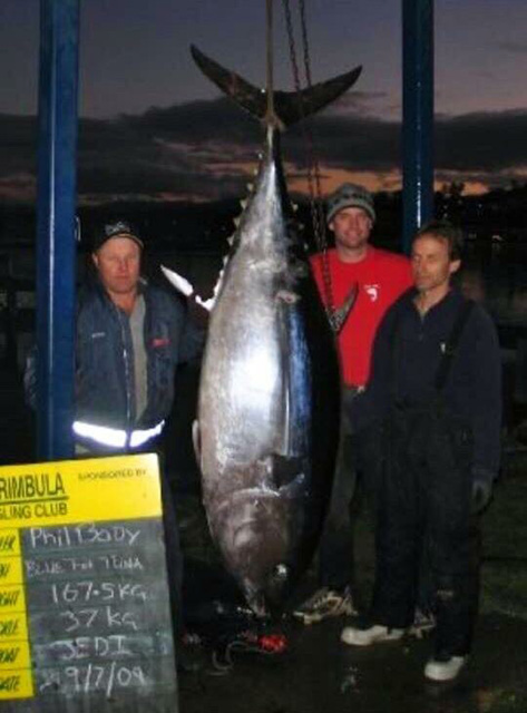 ANGLER: Phil (Mugsy) Body SPECIES: Southern Bluefin Tuna WEIGHT: 167 Kg TACKLE: 37 Kg LURE: J.B. Dingo