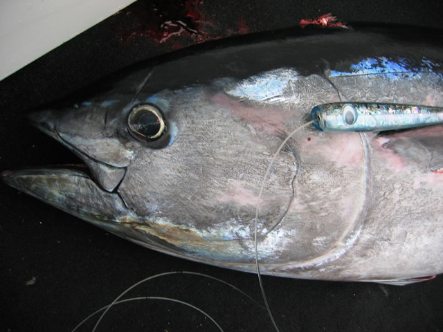ANGLER: Adrian Loves SPECIES: Southern Bluefin Tuna WEIGHT: 50.8 Kg TACKLE: 15 Kg LURE: J.B. Chopper Popper