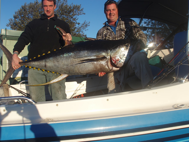 ANGLER:  SPECIES: Yellowfin Tuna WEIGHT: 70 Kg TACKLE: 24 Kg LURE: J.B. Chook