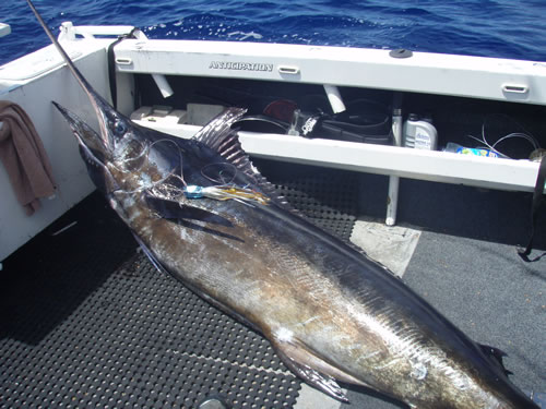 ANGLER: Grant Zareba  SPECIES: Blue Marlin WEIGHT: 161 Kg LURE: J.B. Chopper