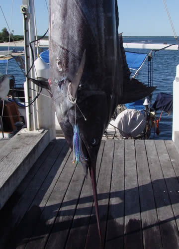 ANGLER: C.Dobson & S.Cromie  SPECIES: Blue Marlin WEIGHT: 181.2 Kg LURE: J.B. Dingo