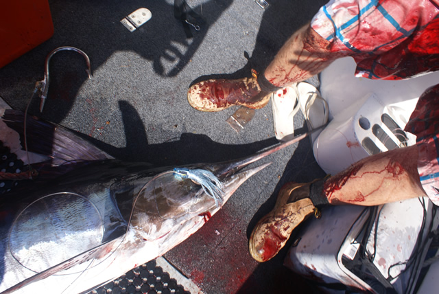 ANGLER: Cliff Cole  SPECIES: Striped Marlin WEIGHT: 80 Kg LURE: J.B. Soury Little Dingo