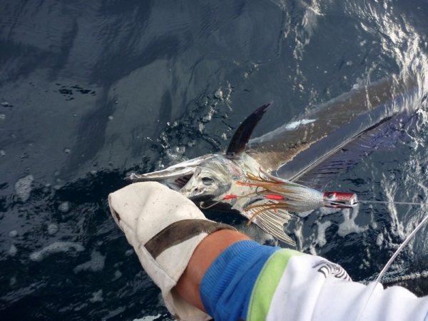 ANGLER: Sam Owen  SPECIES: Spearfish WEIGHT: Approx 25 Kg LURE: J.B. Little Donger