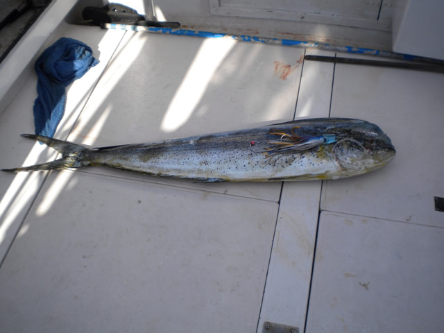ANGLER: Christian Barton  SPECIES: Dolphin Fish  WEIGHT: 15.2 Kg LURE: J.B. Dingo