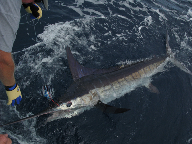 ANGLER: Samantha Heaton  SPECIES: Striped Marlin  WEIGHT: Est.110.0 Kg LURE: J.B. Stripey Ripper
