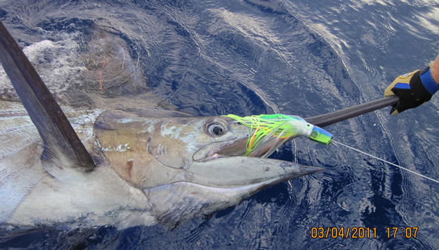ANGLER: Geoff Plummer  SPECIES: Blue Marlin  WEIGHT: 350+ Kg LURE: JB Lures, Slimy Big Dingo