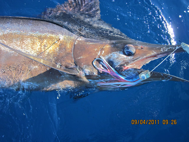 ANGLER: Peter Childs  SPECIES: Blue Marlin  WEIGHT: Est.250 Kg LURE: JB Lures, 12" Pink Evil Chook