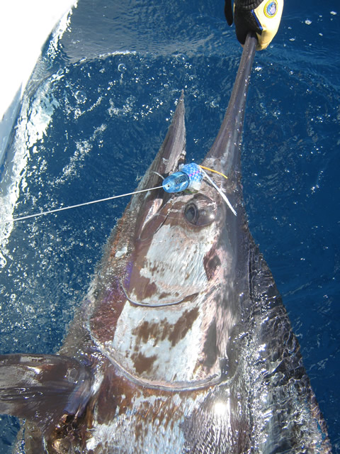ANGLER: Steve Howell  SPECIES: Blue Marlin  WEIGHT: Est.170 Kg LURE: JB Lures, 12" Evil Dingo
