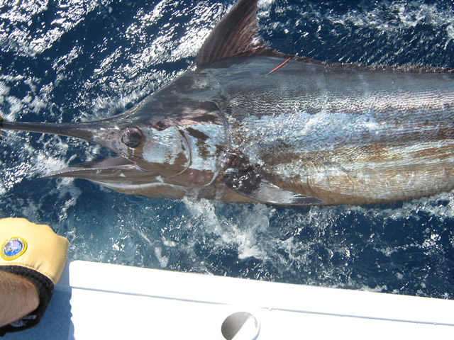 ANGLER: Mick Bailey  SPECIES: Blue Marlin  WEIGHT: Est.170 Kg LURE: JB Lures, 12" Evil Dingo