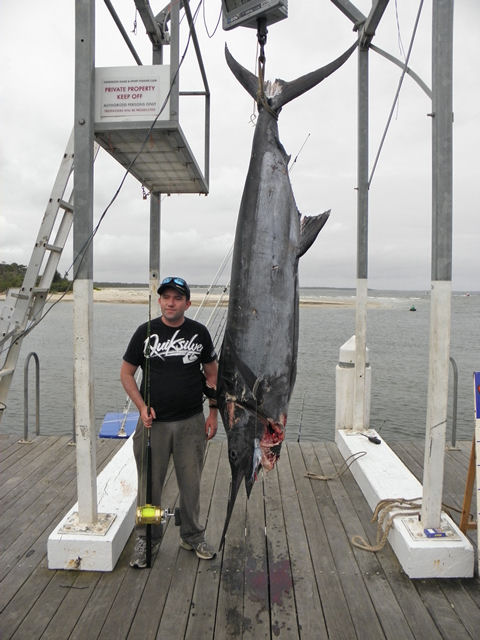 ANGLER: Peter Gerste   SPECIES: Blue Marlin  WEIGHT:  Kg LURE: JB Lures, 10 inch Dingo