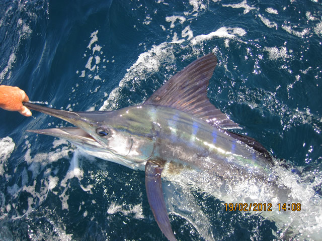 ANGLER: Adrian Lovers  SPECIES: Stripped Marlin  WEIGHT: 40 Kg Est LURE: JB Lures, Little Dingo