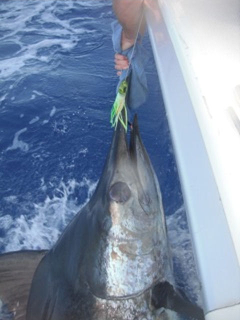 ANGLER: Brett Hyde SPECIES: Blue Marlin  WEIGHT: Est. 120 Kg LURE: JB Lures, Micro Dingo  Lumo
