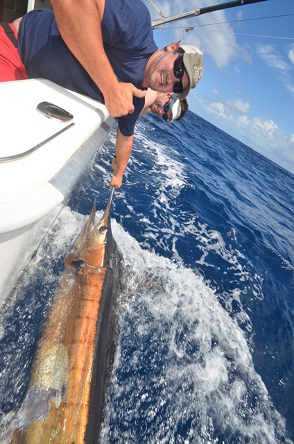 ANGLER: Michael Bonnici SPECIES: Blue Marlin  WEIGHT: Est. 130/140 Kg LURE: JB Lures, Dingo in Evil