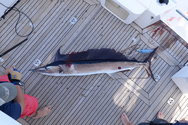 ANGLER: Josh Batterson SPECIES: Shortbill Spearfish  WEIGHT: Est. 25 Kg LURE: JB Lures, Ripper in Purple