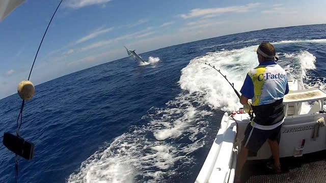 Celebrating 20 Years as Australias Blue Marlin Specialists