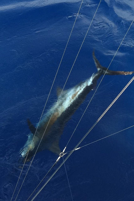 Britney Smith's Est. 450lb Marlin