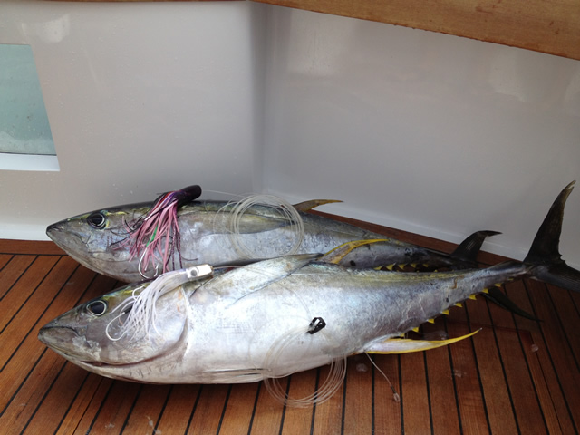 30lb and 38lb Yellowfin, "Triple F", 2013 Custom Shootout, Abaco, Bahamas, 10-5-2013, saury Little Ripper and frigate 10" Smoking Gun.