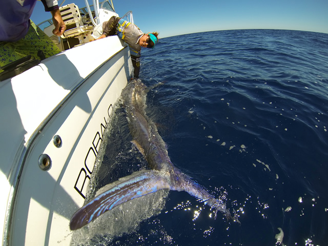 Unnalise Wescombe Est. 80+ Kg. Black Marlin with JB Lures Pluto