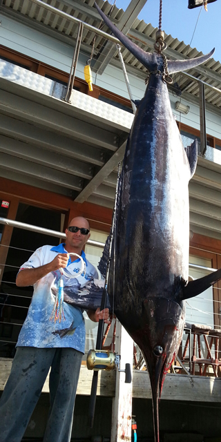 Danny Gerbasi's 284Kg Blue Marlin. JB Lures, Evil Dingo