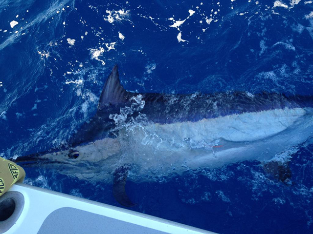 ANGLER: Kev Ward SPECIES: Black Marlin  WEIGHT: est 60 kg LURE: JB Lures, Micro dingo "yakka"