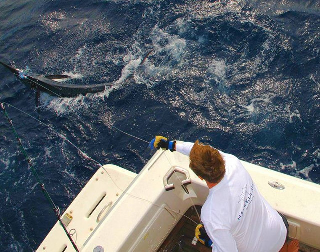 ANGLER: Joe Highway  SPECIES: Striped Marlin.  WEIGHT: 60kg est. LURE: JB Lures, Little Ripper - Purple.