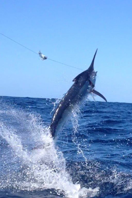 ANGLER: Phil Millingen SPECIES: Black Marlin WEIGHT: Est.80 kgs LURE: JB Lures, 10" Dingo