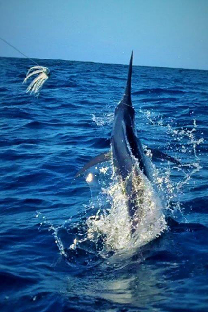 ANGLER: Phil Millingen SPECIES: Black Marlin WEIGHT: Est.80 kgs LURE: JB Lures, 10" Dingo