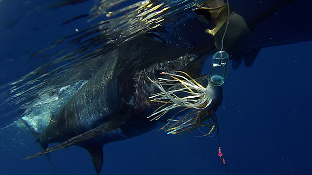 ANGLER: Martin Borg SPECIES: Blue Marlin WEIGHT: 146.6 kgs LURE: JB Lures, Evil Chopper