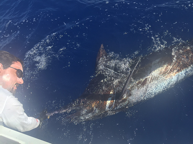 ANGLER: Justin Munro SPECIES: Blue Marlin  WEIGHT: Est. 180kg LURE: JB Lures, 13" Big Dingo.