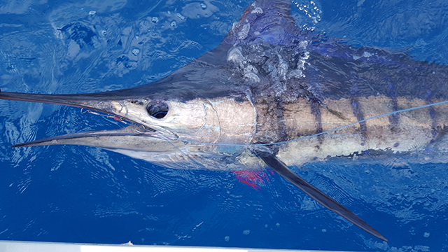 ANGLER: Darren Gonano SPECIES: Striped Marlin WEIGHT: 105kg LURE: JB Lures 8" Little Dingo