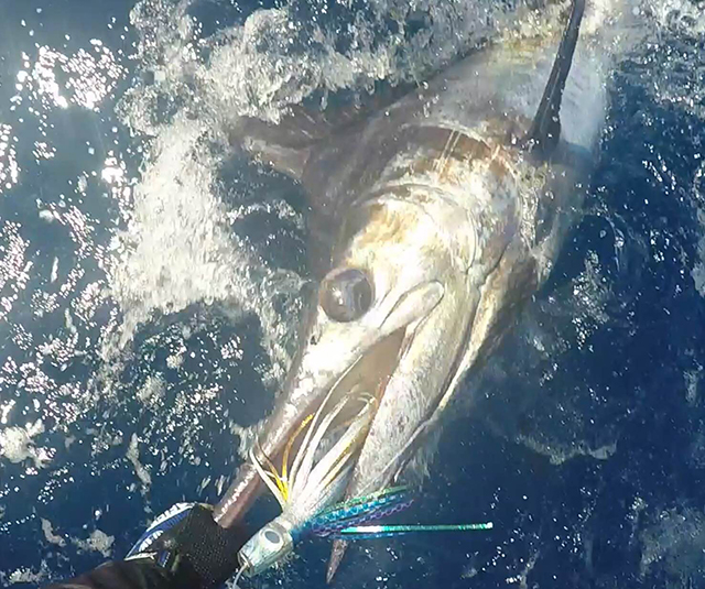 ANGLER: Russell Emms SPECIES: Blue Marlin
 WEIGHT: est 120kg LURE: JB Lures 10" Dingo in "Lumo"