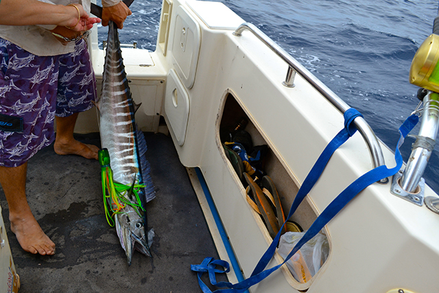 ANGLER: Neville Griffin SPECIES: Wahoo
WEIGHT: 10kgs LURE: JB Lures 13" Chook.
