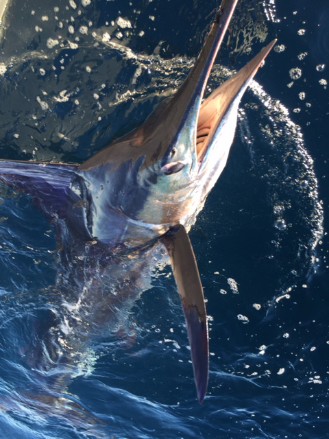 ANGLER: Kane O'sullivan (fishing solo) SPECIES: Striped Marlin
WEIGHT: Est. 110kg LURE: JB Lures, 8" skipjack Little Dingo.