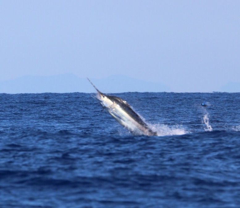 ANGLER: Mark Bird SPECIES: Blue Marlin
WEIGHT: Est. 190kg LURE: JB Lures, 15" Big Chopper.