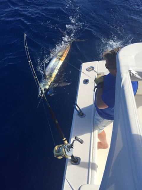 ANGLER: Mark Bird SPECIES: Blue Marlin
WEIGHT: Est. 190kg LURE: JB Lures, 15" Big Chopper.