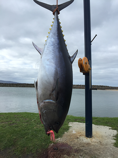 ANGLER: Jeff Begg SPECIES: Southern Bluefin Tuna
WEIGHT: 90kg gilled and gutted LURE: JB Lures, 8" Little Dingo.